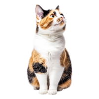 Adorable Calico Cat Sitting Elegantly with Expressive Eyes and Fluffy Fur png