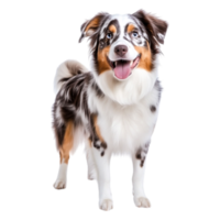 Joyful Australian Shepherd Dog with Distinctive Coat and Happy Expression png