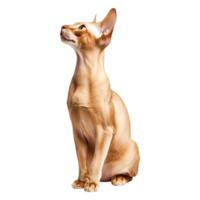Elegant Ginger Cat Sitting and Looking Up with Curious Expression png