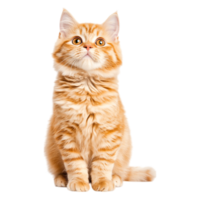 Fluffy Ginger Cat Sitting Proudly with Bright Eyes and Soft Fur png