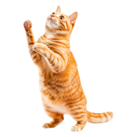 Playful Orange Cat Standing on Hind Legs Reaching for an Object png
