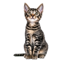 Adorable Tabby Kitten with Striking Eyes Sitting on png