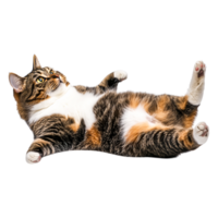 Playful Tabby Cat Lying on Its Back with a Relaxed Expression png
