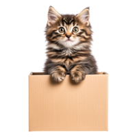 Adorable tabby kitten sitting inside a cardboard box with curious expression png