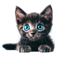 Cute fluffy kitten with bright blue eyes looking curiously at the viewer png