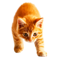 Playful Orange Kitten Exploring a Bright Indoor Space with Curiosity png