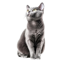 Grey Cat Sitting Elegantly with Beautiful Eyes in a Studio Environment png