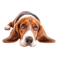 Adorable Basset Hound with Big Eyes and Floppy Ears Lying Down png