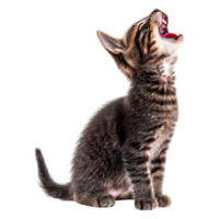 Playful Tabby Kitten with Open Mouth Displaying Adorable Expression png