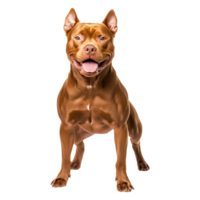 Happy Brown Dog Standing Tall with Playful Expression in Studio Setting png