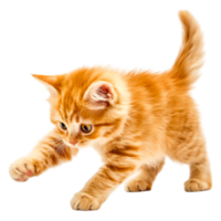 Playful Ginger Kitten Pouncing at a Toy in Soft Lighting Environment png