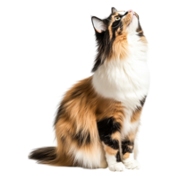 Beautiful Calico Cat Looking Up with Curiosity and Wonder in Profile View png