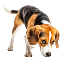 Curious Beagle Dog Sniffing the Ground with Interest and Attention png