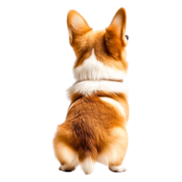 Adorable Corgi Dog Sitting Calmly with Its Back to the Camera in Nature png