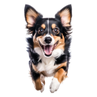 Happy Dog Running Towards Camera with Joyful Expression in Bright Setting png
