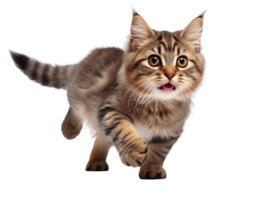 a cat is running isolated on transparent background png