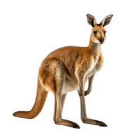 a kangaroo side view isolated on transparent background png