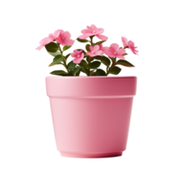uma Rosa flor Panela isolado em transparente fundo png