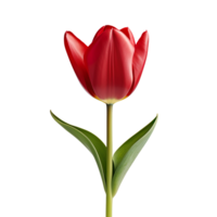 A single piece of tulip isolated on transparent background png