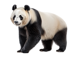 a panda bear isolated on transparent background png