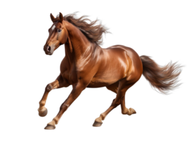 A powerful brown horse running with full speed isolated on transparent background png