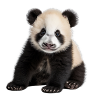 a playful panda cub isolated on transparent background png