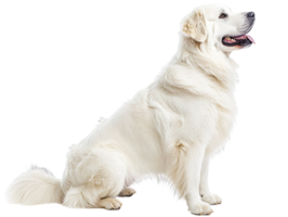 Beautiful pyrenean mastiff dog isolated on transparent background png