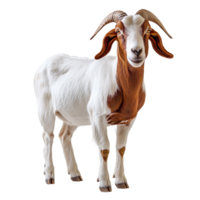 Boer goat isolated on transparent background png