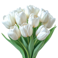 Bouquet of white tulips isolated on transparent background png