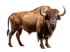 Buffalo with horns standing isolated on transparent background png
