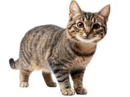 cat in full body stand isolated on transparent background png
