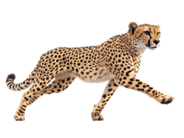 Cheetah Running Side View isolated on transparent background png