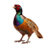 Common pheasant isolated on transparent background png