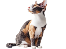 Cornish Rex cat isolated on transparent background png