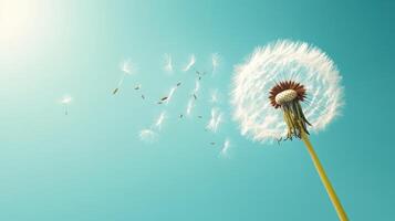 Dandelion blowing in the wind with seeds flying away photo