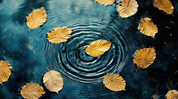 Autumn leaves floating on water with a ripple effect photo