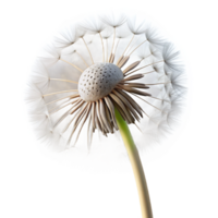 extraordinary classic A Single Dandelion Seed Head Blowing in Th genuine png