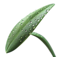 stunning modern A Close Up of a Dew Covered Blade of Gras high resolution png