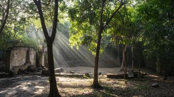 Sunbeams shine through the trees in an abandoned building photo