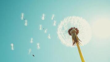 Dandelion blowing in the wind with sun shining through photo