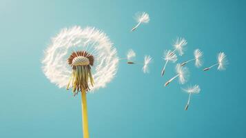 Dandelion blowing in the wind with seeds flying off photo