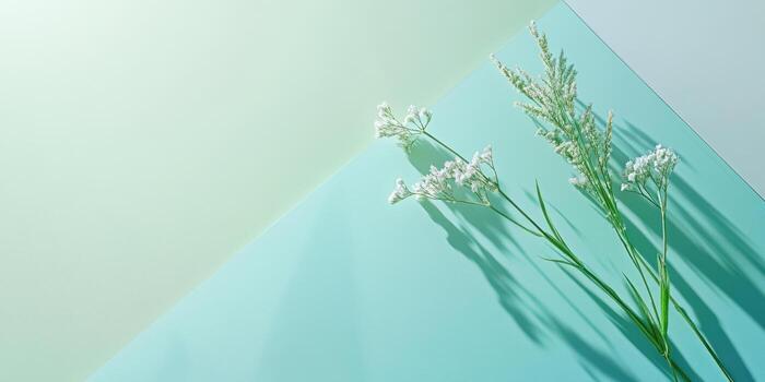 Minimalist gradient flat lay with delicate white flowers and soft shadows photo