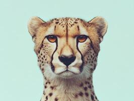 Minimalist portrait of a cheetahs face highlighting grace and power photo