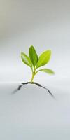 Breaking through. Young green plant emerging from cracked surface in high resolution photo