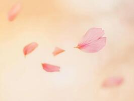 Soft pink sakura petal floating in mid air against a gentle background photo