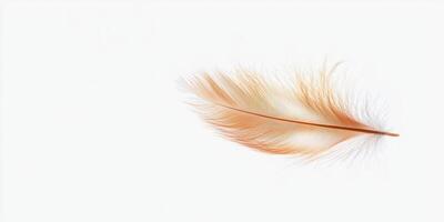 Ultra minimalist single feather against white background for contemporary design photo