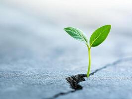 Fresh growth concept. Small green sprout in cracked surface photo