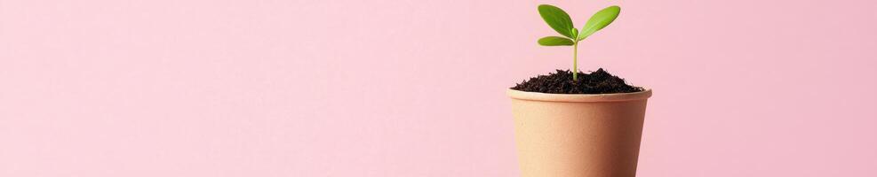 Minimalist biodegradable plant flat lay on pastel pink background for eco friendly design photo