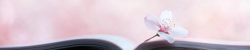 Minimalistic still life with blooming flower on open book for tranquil meditation and inspiration photo