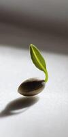 Tiny seed with green sprout on white surface. Growth and potential concept photo